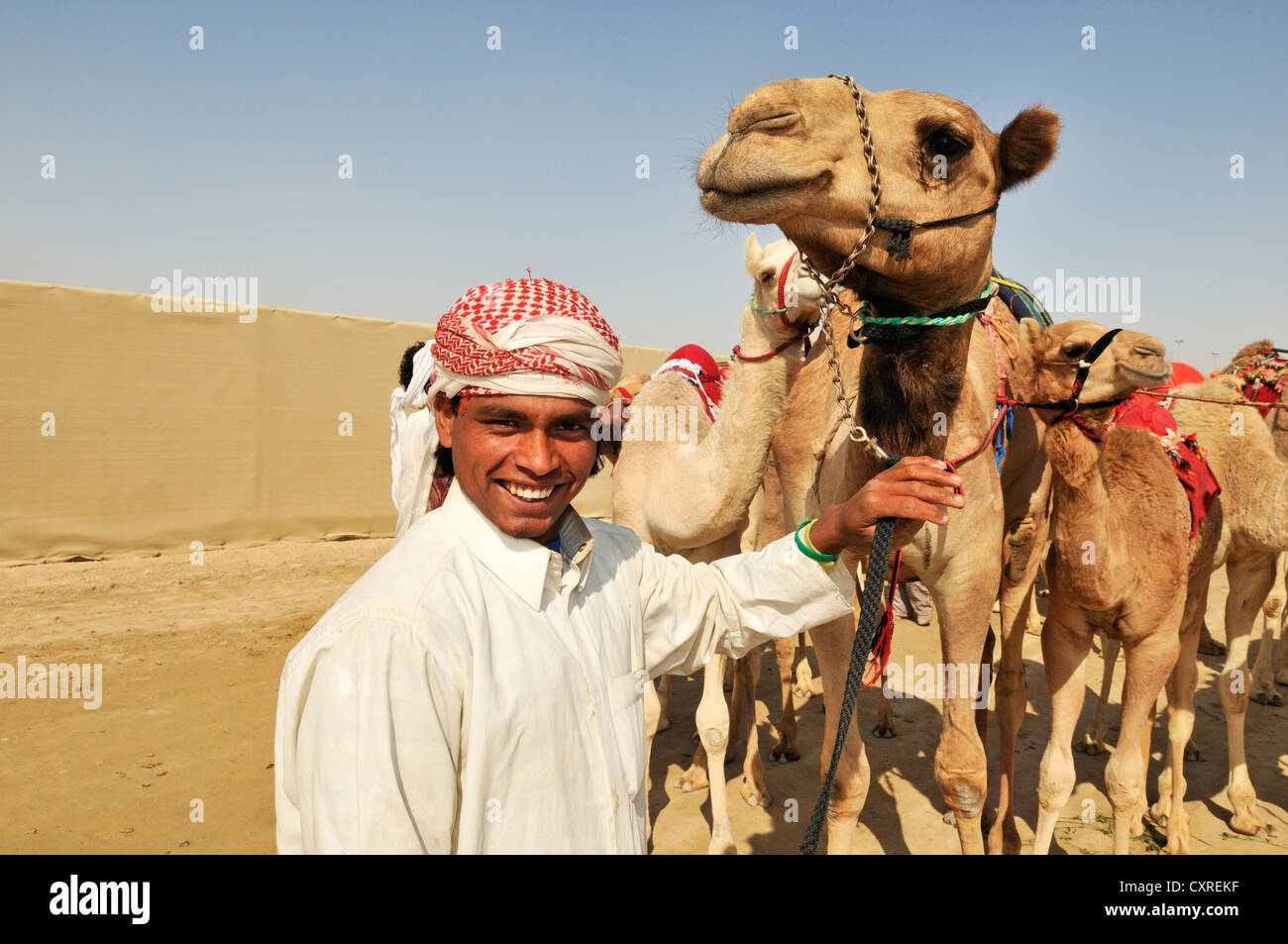 Al Sheehaniya, camel racing via, Doha, Qatar, Emirati Arabi Uniti, Medio Oriente Foto Stock