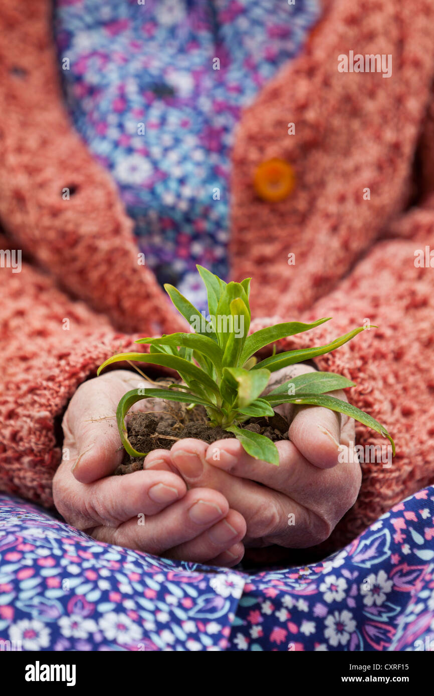 Le mani di una donna anziana tenendo una pianta alberello nel suo giro Foto Stock