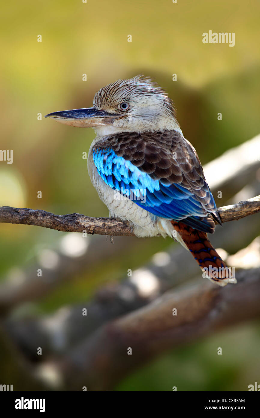 Blu-winged Kookaburra (Dacelo leachii), Adulto, appollaiato su un albero, Australia Foto Stock