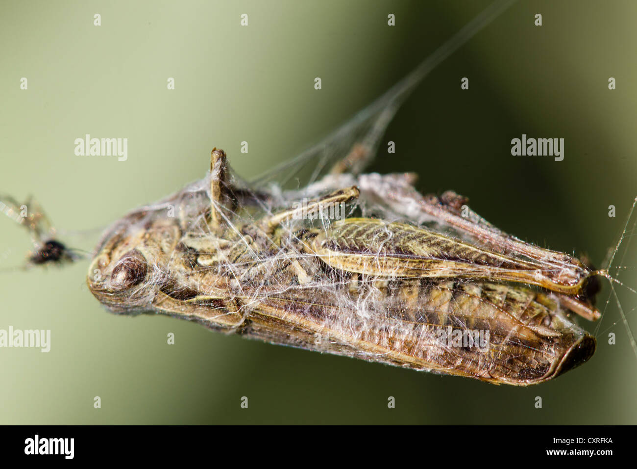 Prato grasshopper (chorthippus parallelus) avvolta in una tela di ragno, fuldabrueck, Hesse, Germania, Europa Foto Stock