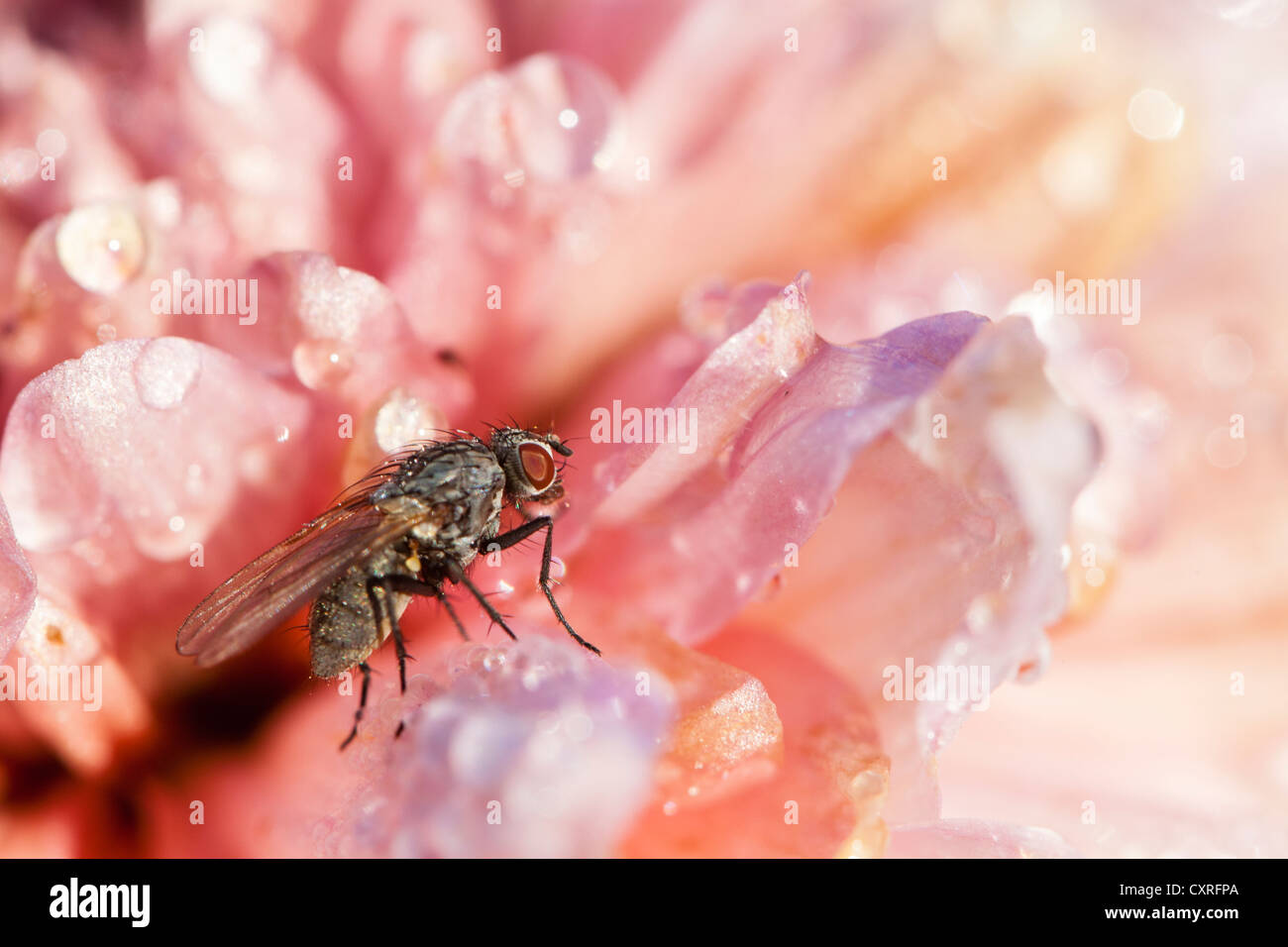 (Housefly Musca domestica) su un fiore rosa al mattino la brina, Hesse, Germania, Europa Foto Stock