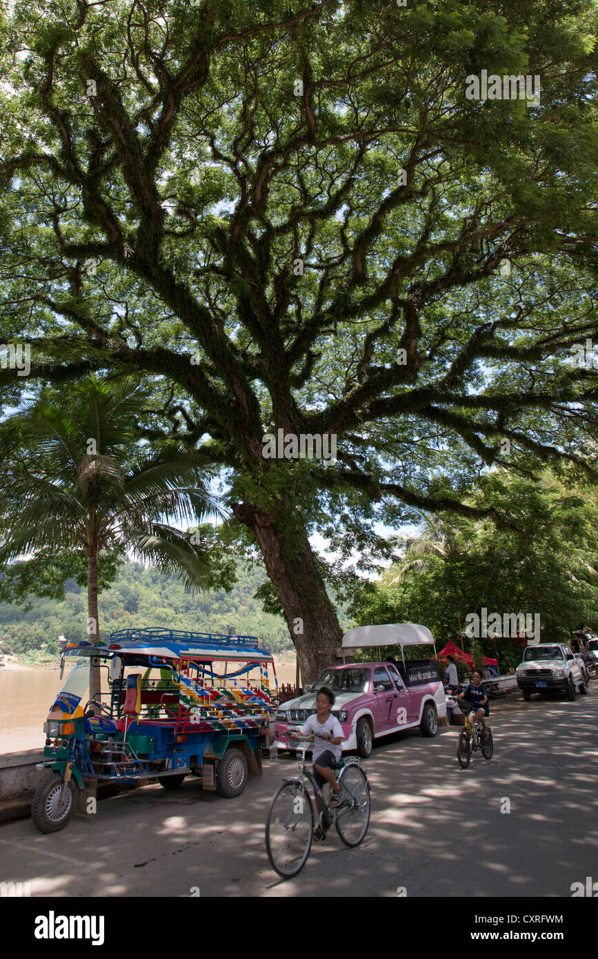 Un enorme albero su una banca del fiume Mekong a Luang Prabang, Laos Foto Stock