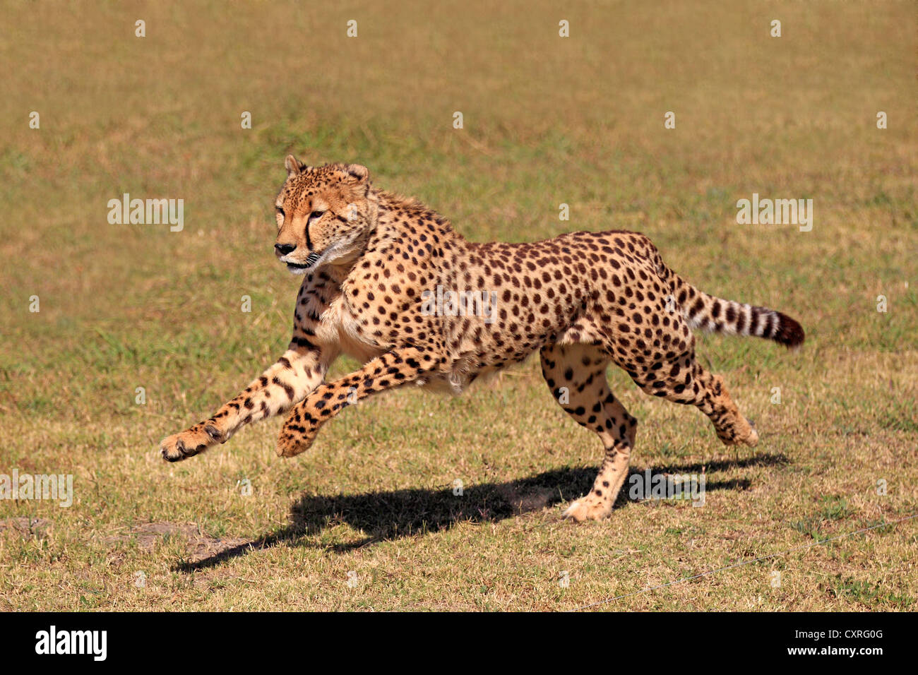 Ghepardo (Acinonyx jubatus), Adulto, caccia, acceso, Sud Africa e Africa Foto Stock