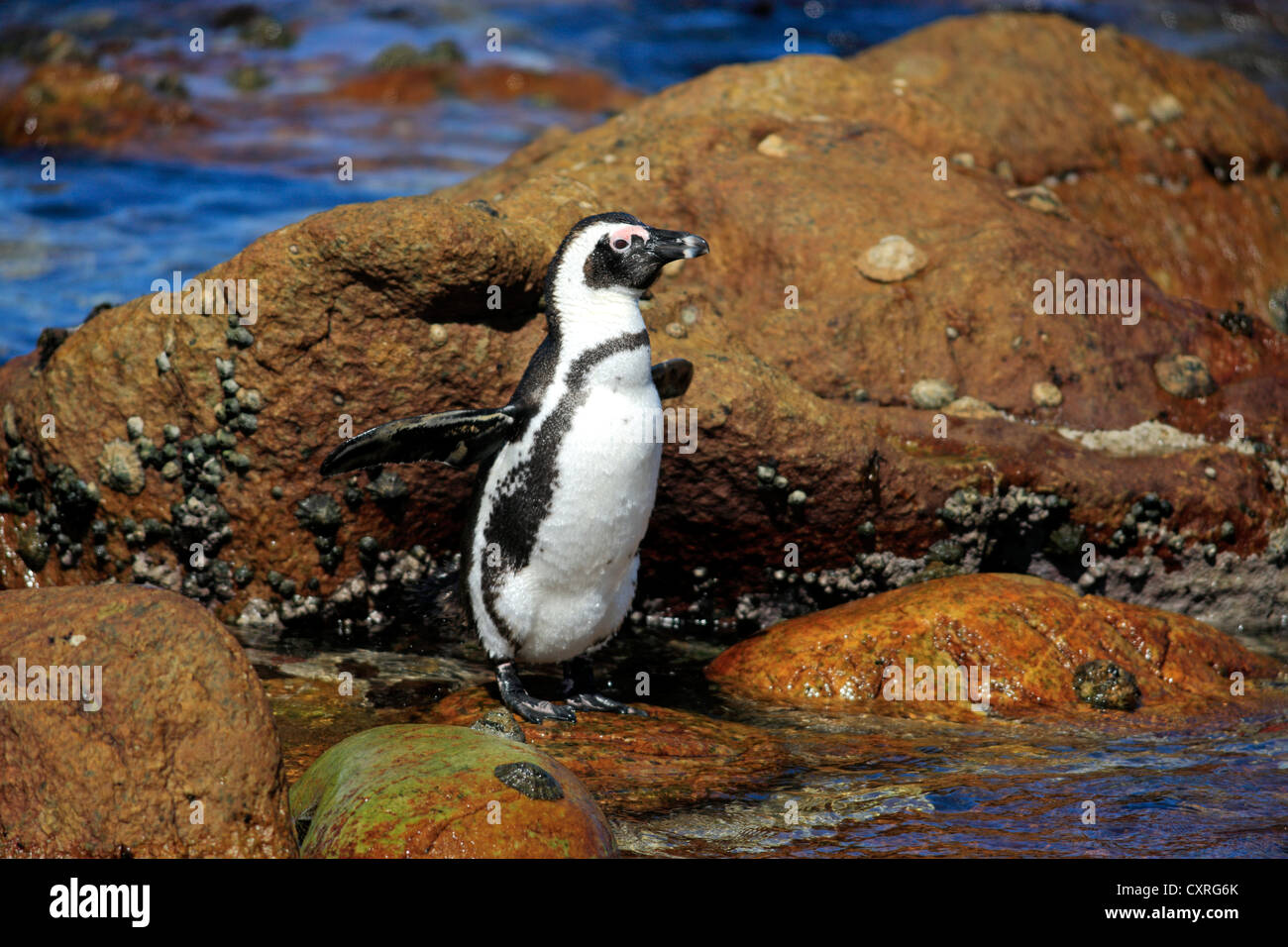 Jackass Penguin, Pinguino africano o Black-Footed Penguin (Spheniscus demersus), arroccato sulle rocce, Betty's Bay, Città del Capo occidentale Foto Stock