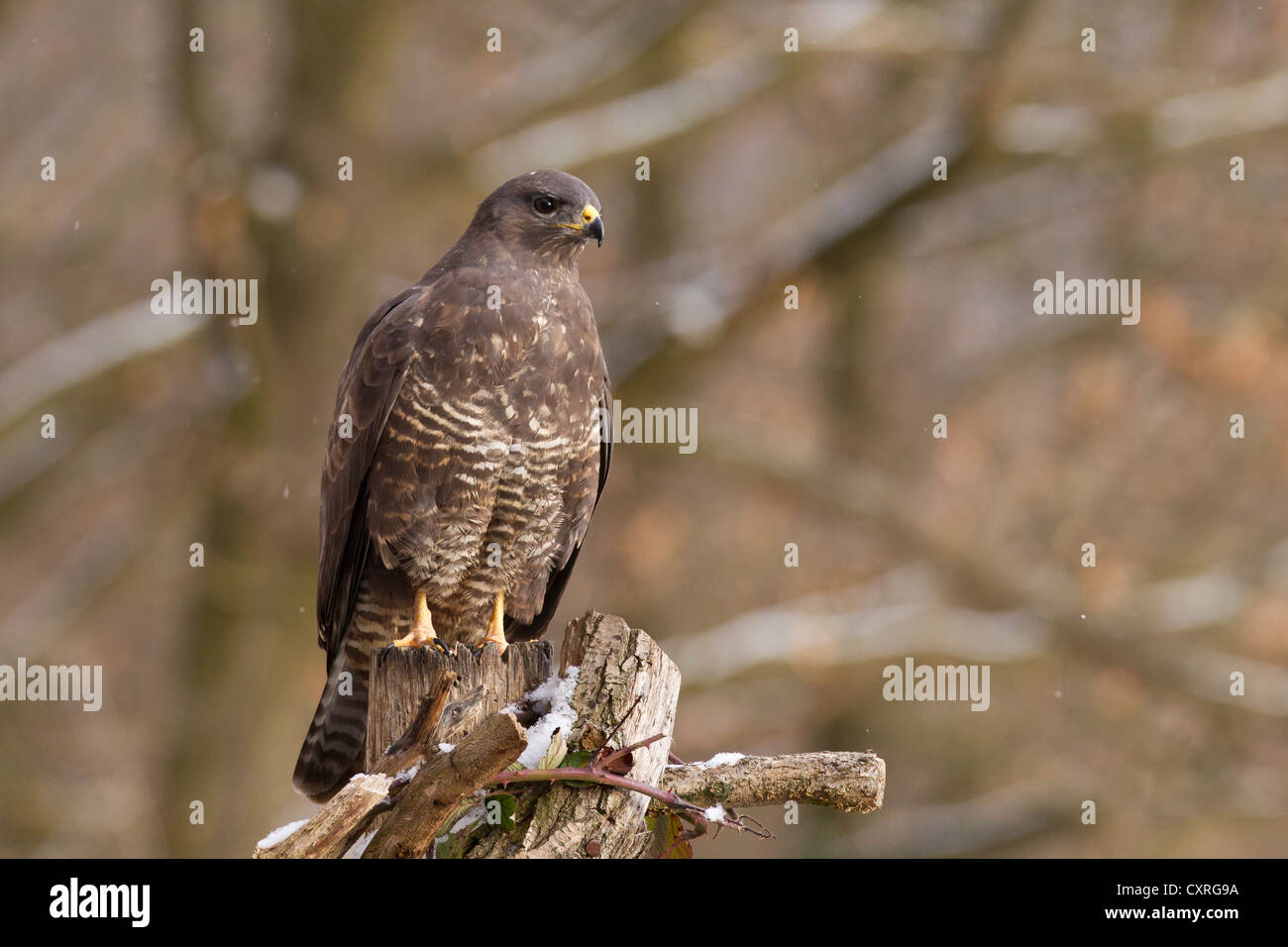 La poiana (Buteo buteo), Bad Sooden-allendorf, Hesse, Germania, Europa Foto Stock