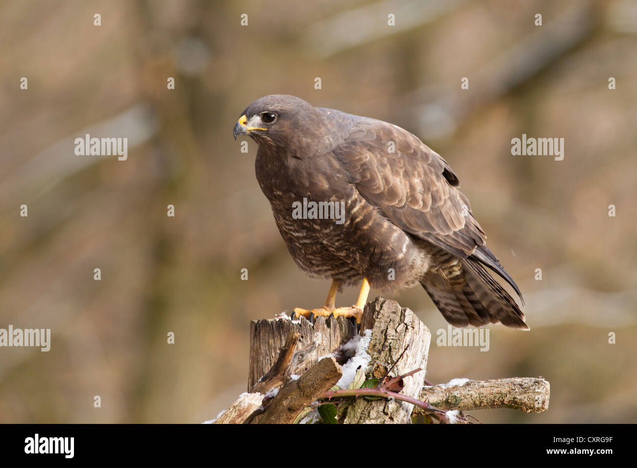 La poiana (Buteo buteo), Bad Sooden-allendorf, Hesse, Germania, Europa Foto Stock