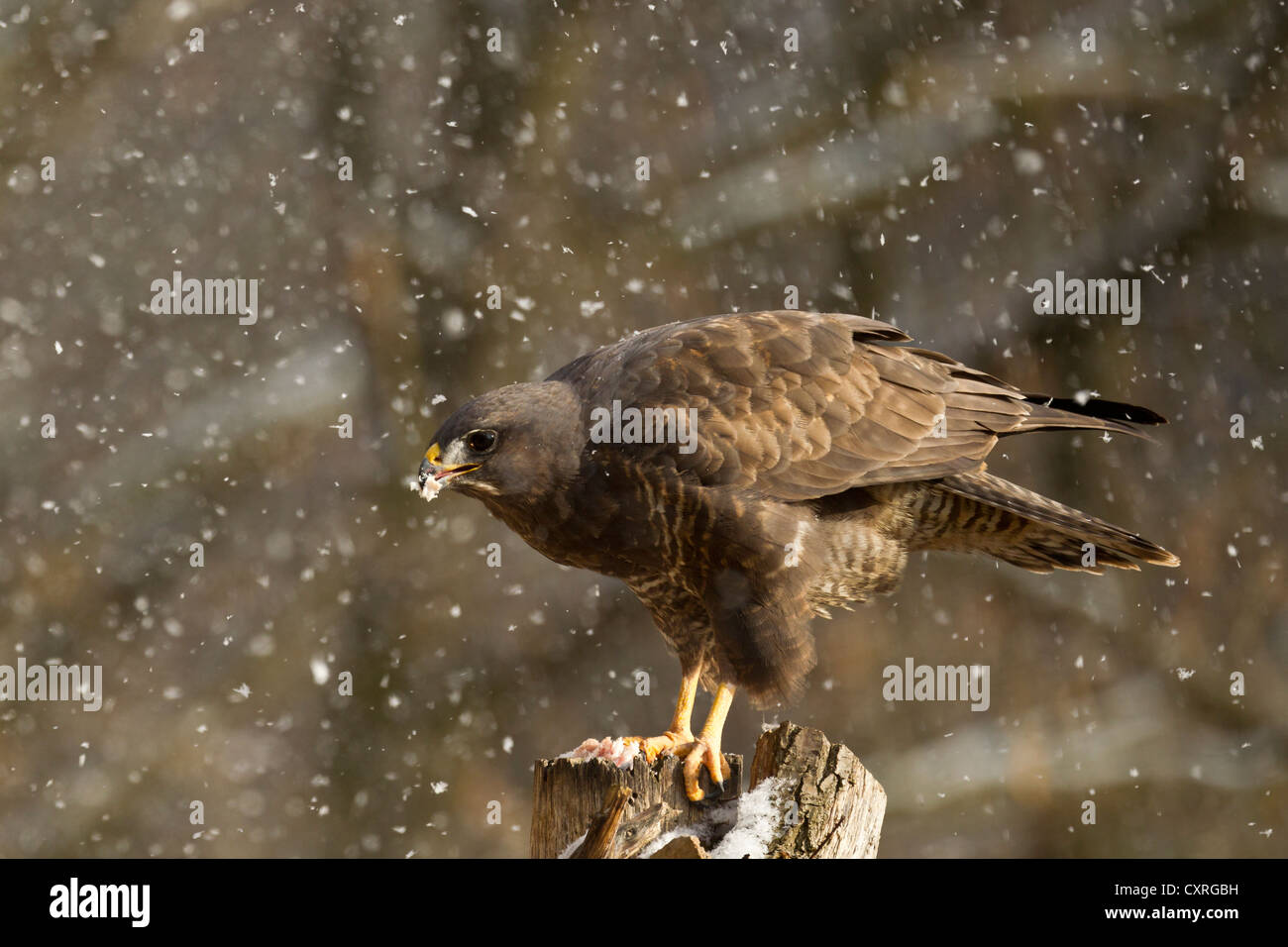 Comune poiana (Buteo buteo), Bad Sooden-allendorf, Hesse, Germania, Europa Foto Stock