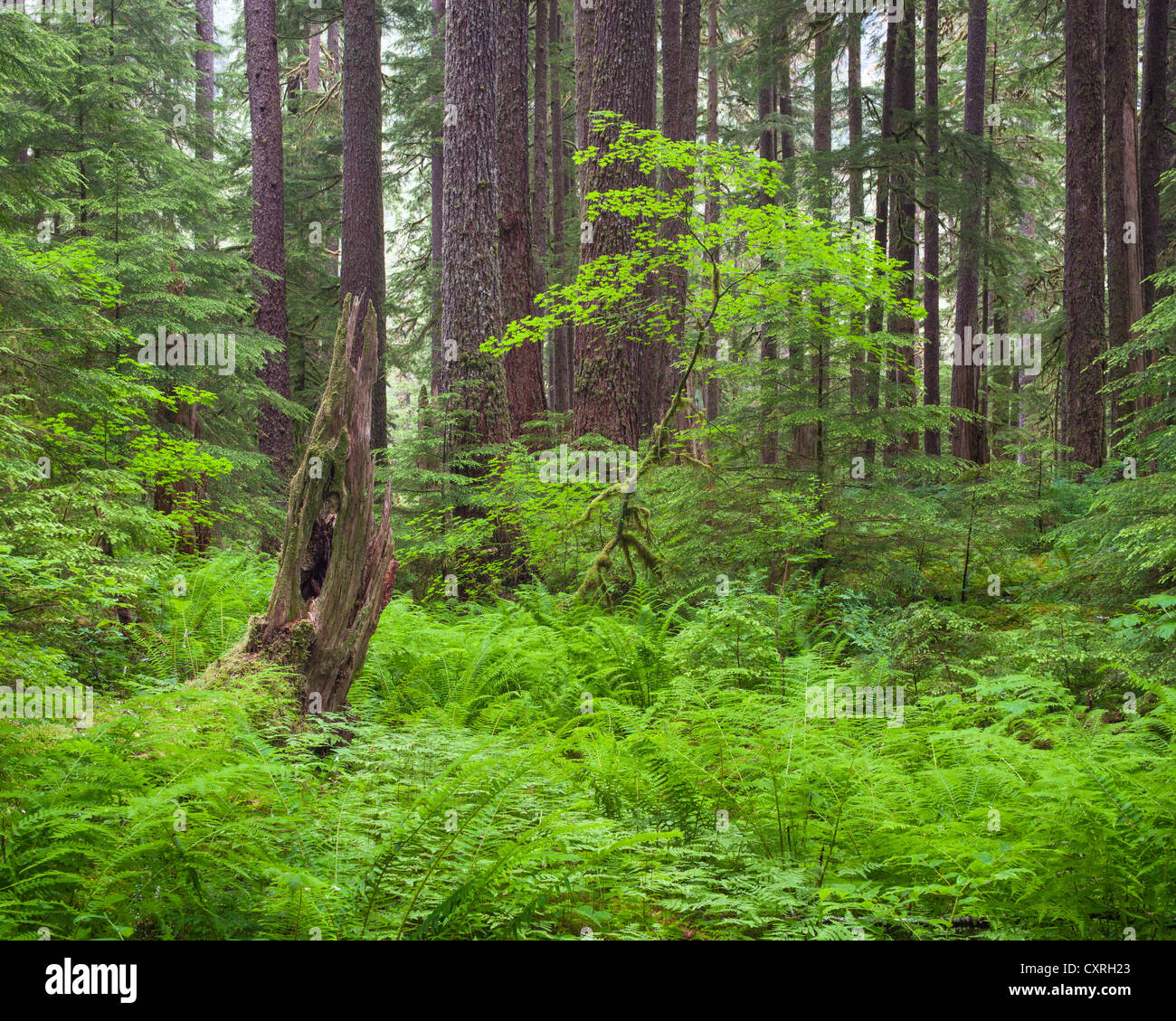 Il Parco nazionale di Olympic, Washington: Vine maple (Acer circinatum) nel sottobosco nella foresta pluviale temperata Foto Stock