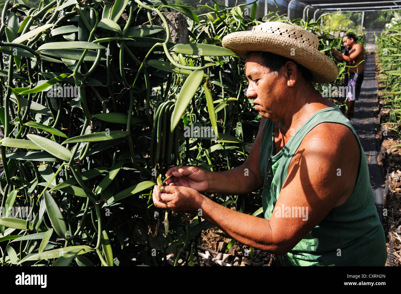 Giardiniere lavora nella produzione di vaniglia, Vaniglia Orchidea (Vanilla planifolia), serra Moorea, Isole Sopravento Foto Stock