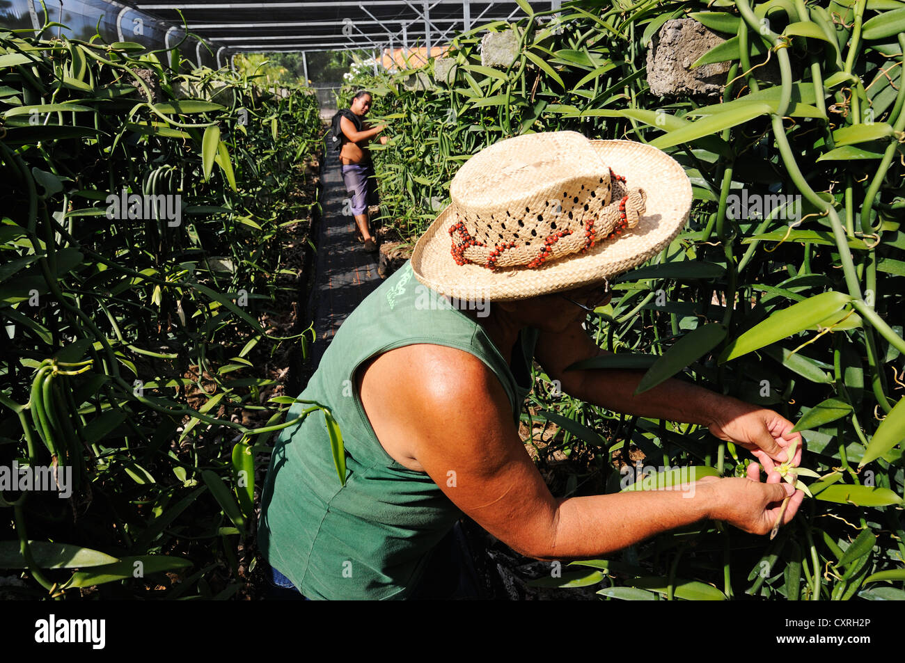 Giardiniere lavora nella produzione di vaniglia, Vaniglia Orchidea (Vanilla  planifolia), serra Moorea, Isole Sopravento Foto stock - Alamy