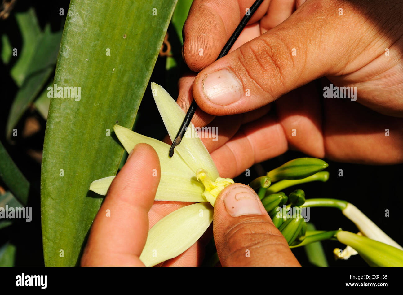 Orchidee vaniglia (Vanilla planifolia), produzione di vaniglia, serra, Moorea, isole Windward, Isole della Società, Polinesia Francese Foto Stock