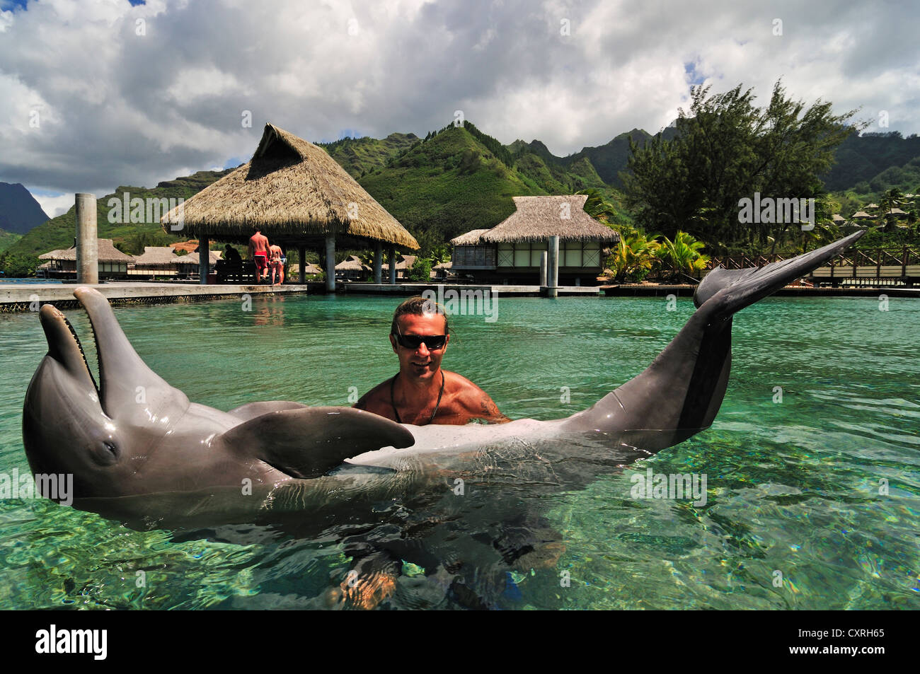 Uomo con un delfino, Moorea Dolphin Center, Hotel Intercontinental, a ovest delle Isole della Società, isole, Polinesia Francese Foto Stock