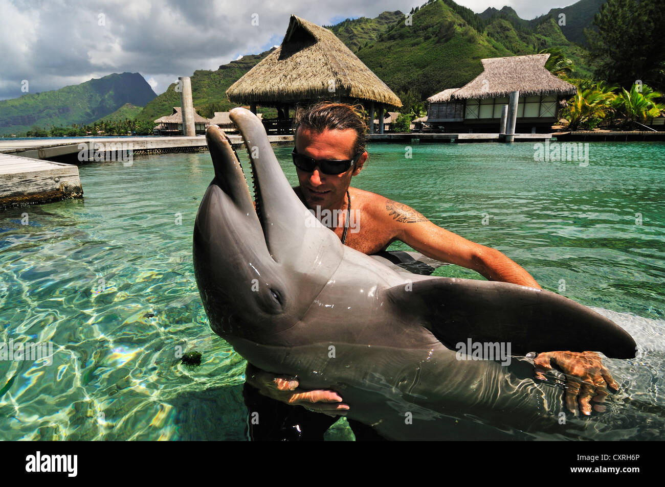 Uomo con un delfino, Moorea Dolphin Center, Hotel Intercontinental, a ovest delle Isole della Società, isole, Polinesia Francese Foto Stock
