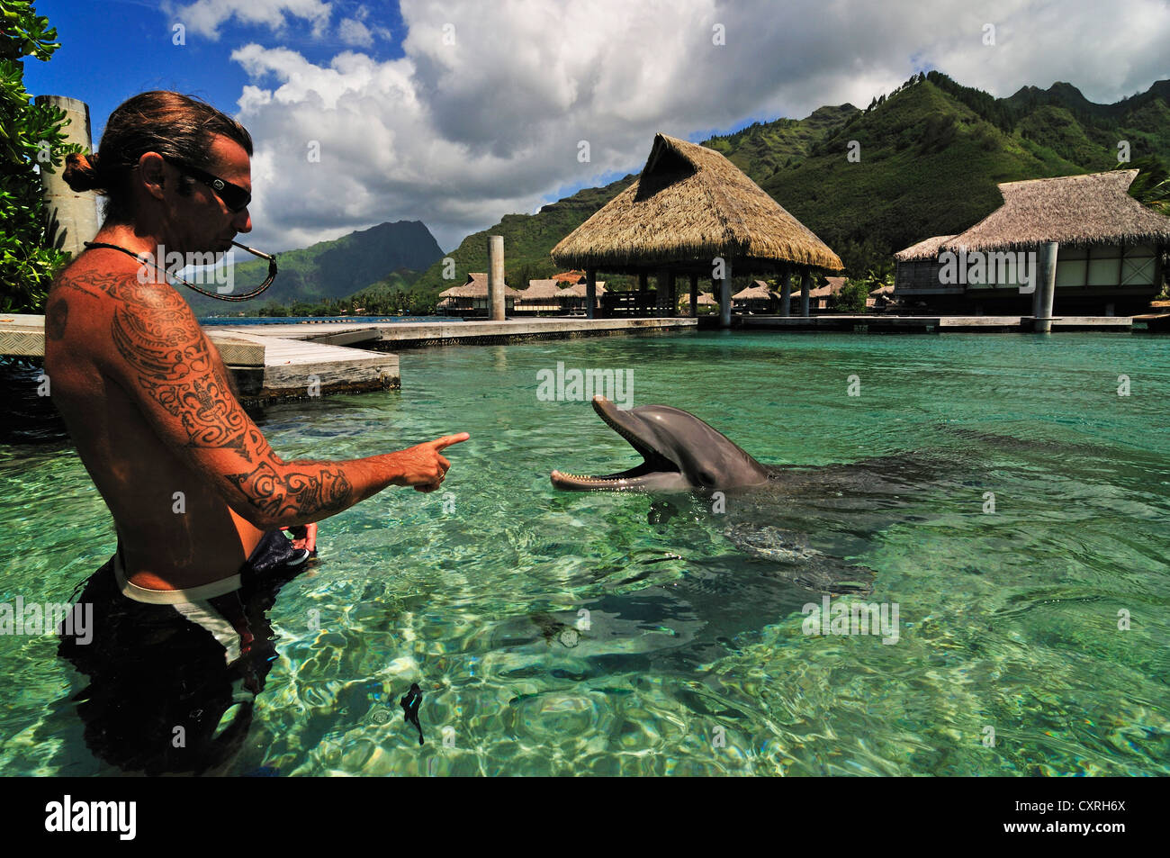 Moorea Dolphin Center, Hotel Intercontinental, a ovest delle Isole della Società, isole, Polinesia francese, Oceano Pacifico Foto Stock
