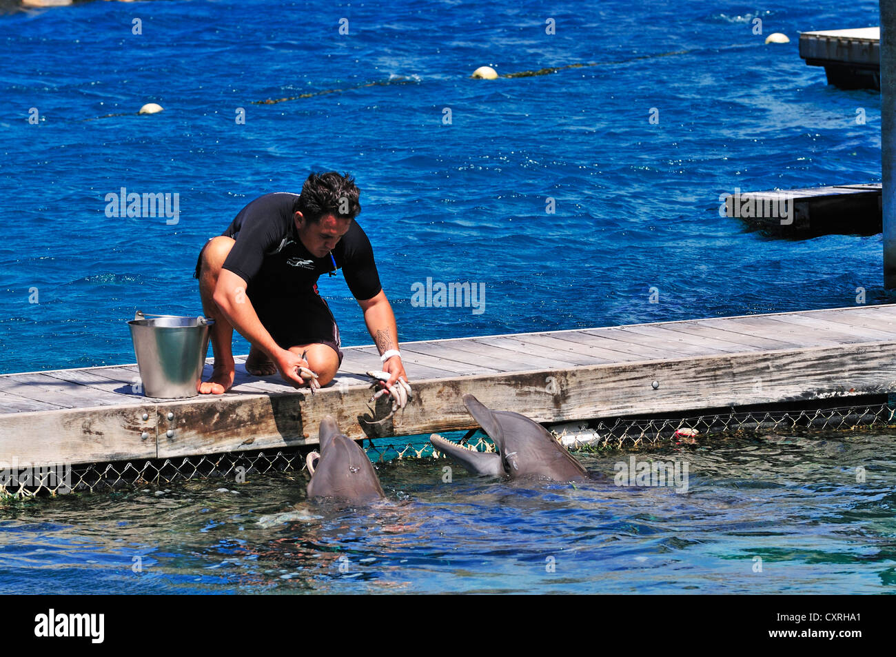 Moorea Dolphin Center, Hotel Intercontinental, isole Windward, Isole della Società, Polinesia francese, Oceano Pacifico Foto Stock