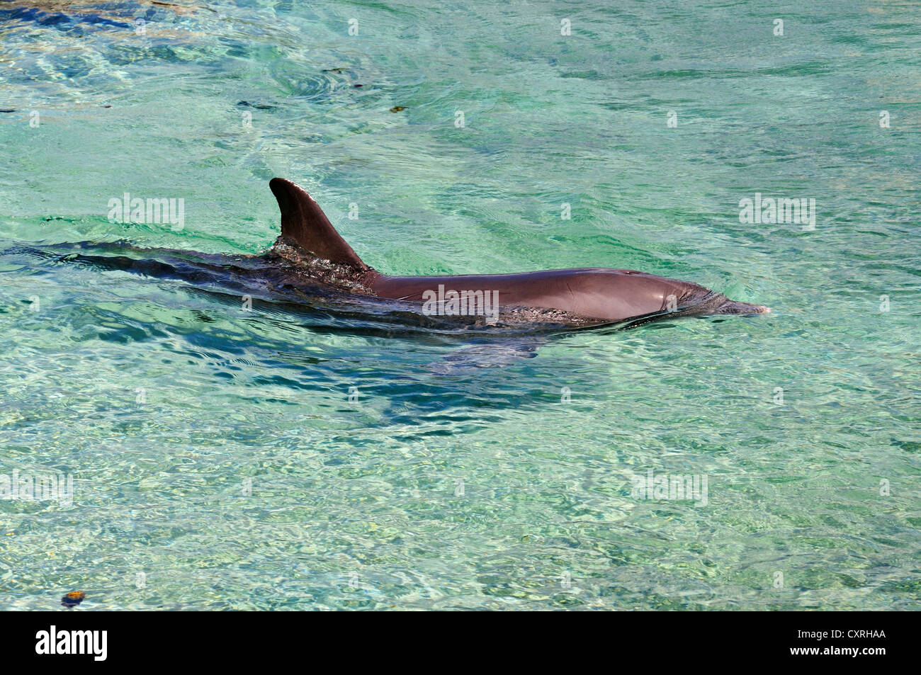 Il tursiope o delfino maggiore (Tursiops truncatus), Moorea, isole Windward, Isole della Società, Polinesia francese, Oceano Pacifico Foto Stock