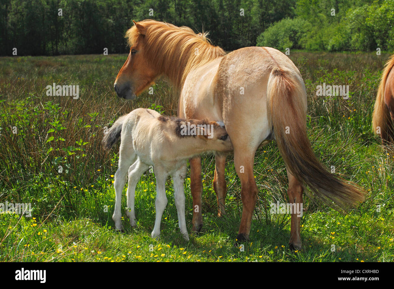 Un mare e un lattante puledro, cavalli islandesi, (Equus przewalskii f. caballus), Germania, Europa Foto Stock