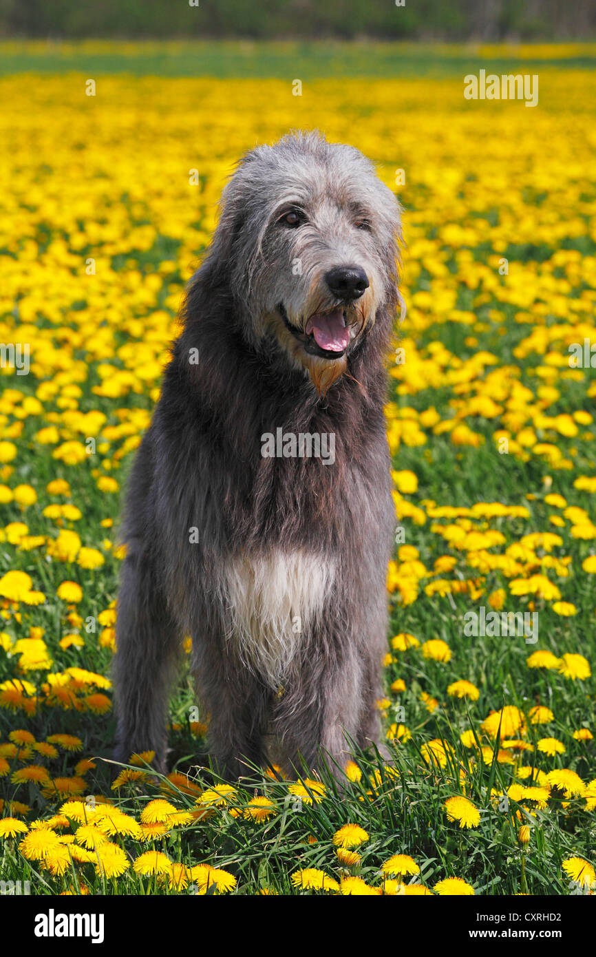 Irish Wolfhound (Canis lupus familiaris), maschio Foto Stock