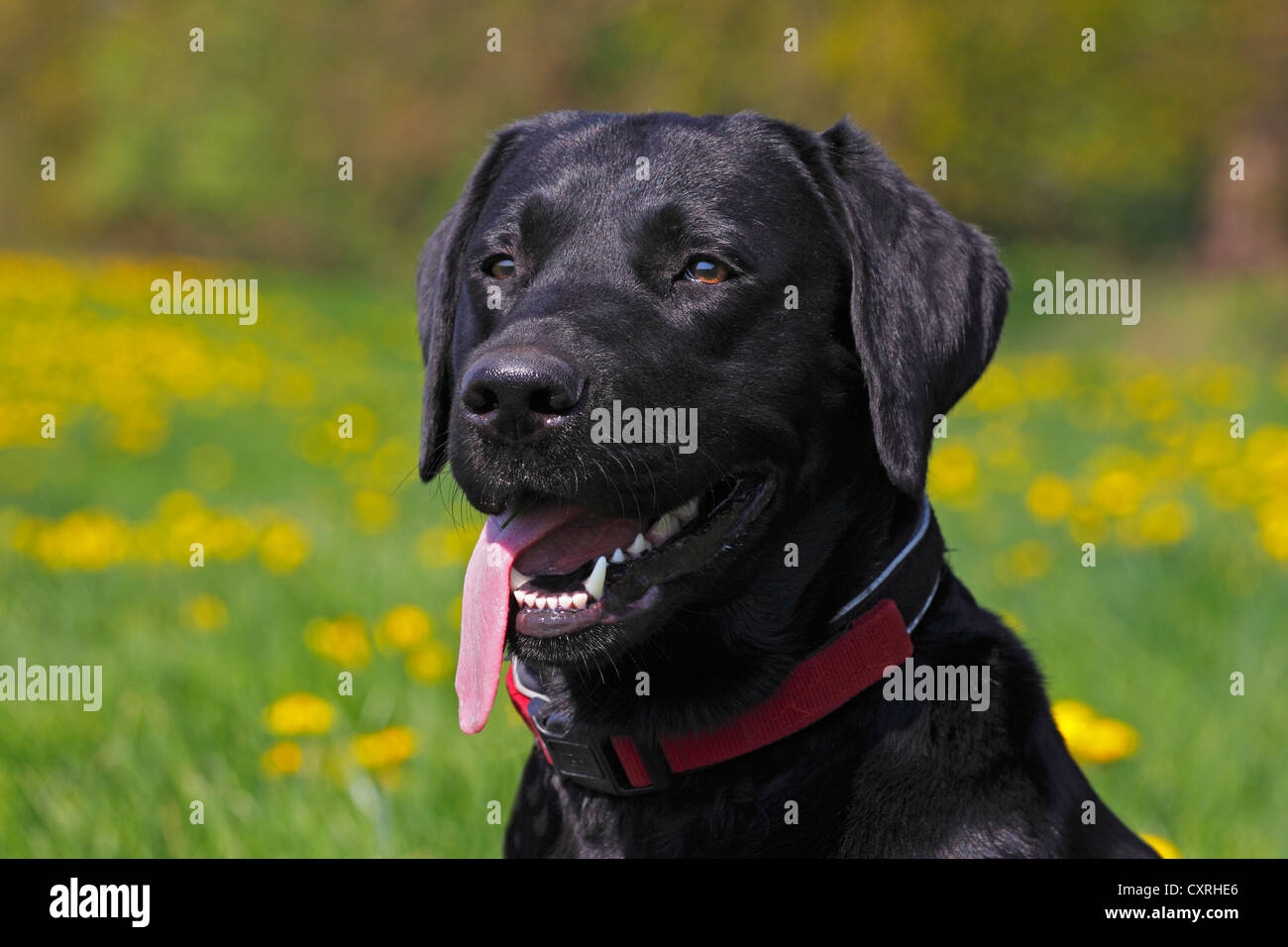 Nero Labrador Retriever (Canis lupus familiaris), cane maschio, ritratto Foto Stock