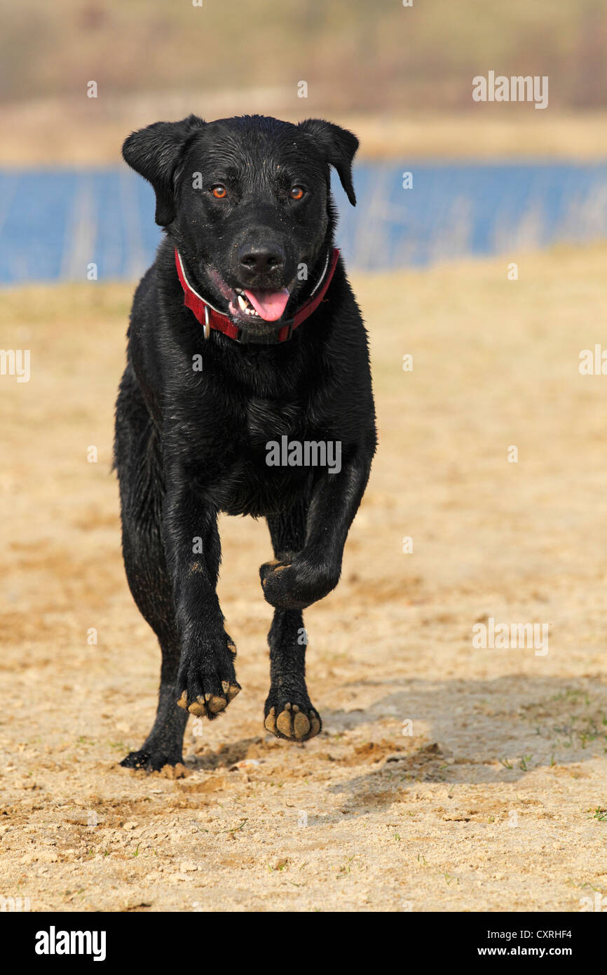 Nero Labrador Retriever (Canis lupus familiaris), cane maschio in esecuzione Foto Stock