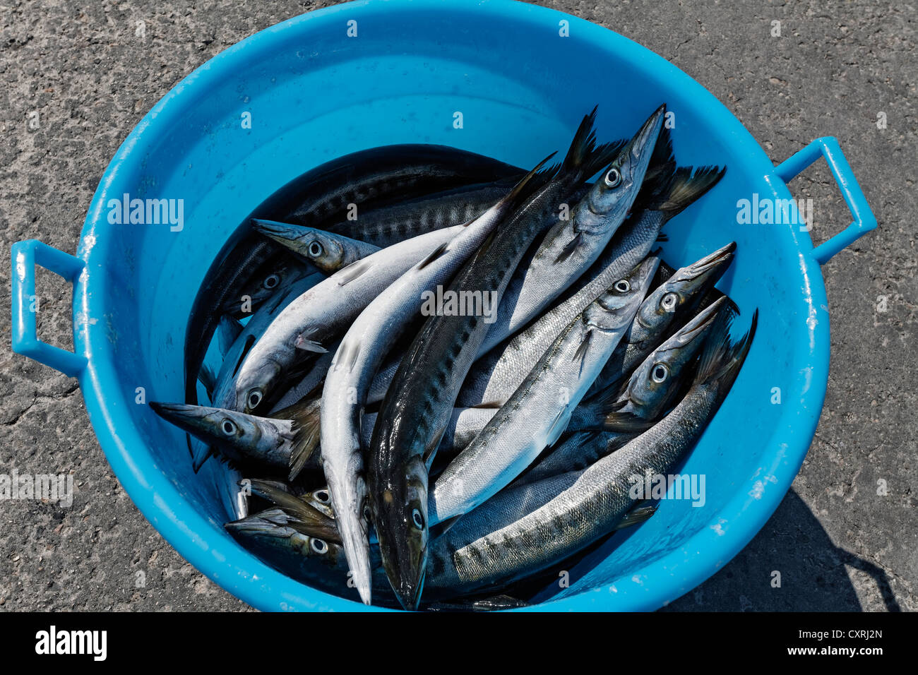 Appena pescato il pesce del Mediterraneo in un secchio di plastica, Ischia Ponte, Italia, Europa Foto Stock
