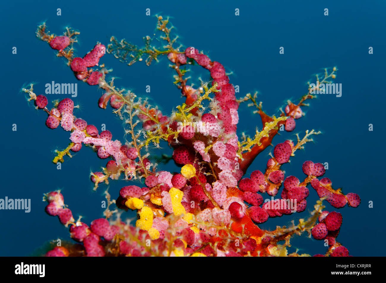 Genere di tunicati (Didemnum sp.), rosso, con alghe hydroid (Thyroscyphus ramosus), polipi, della Grande Barriera Corallina Foto Stock
