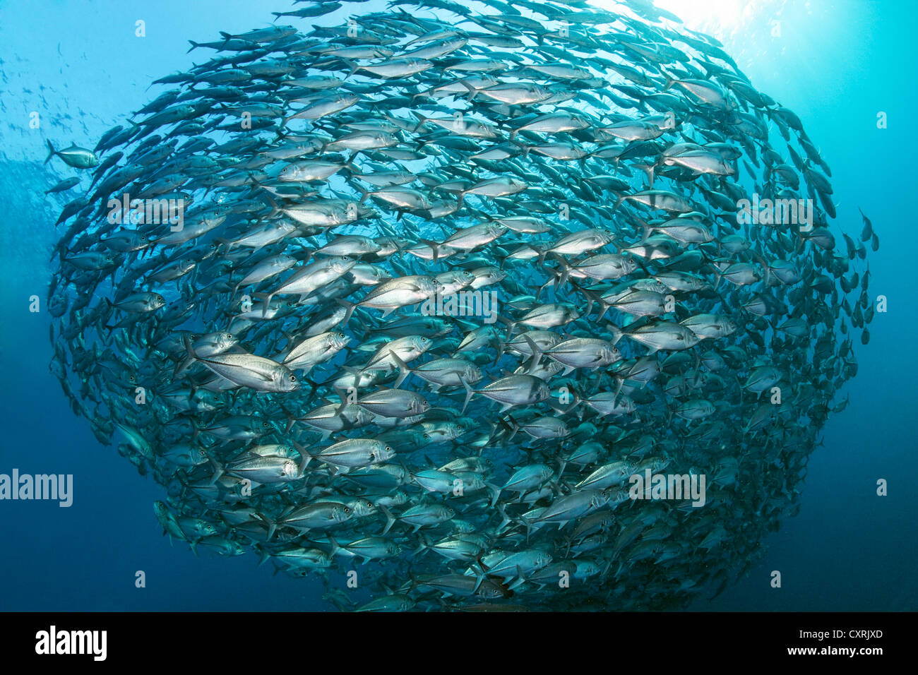 Grande secca di tonno obeso trevallies (Caranx sexfasciatus), il nuoto in mare aperto con la forma di una sfera, della Grande Barriera Corallina Foto Stock