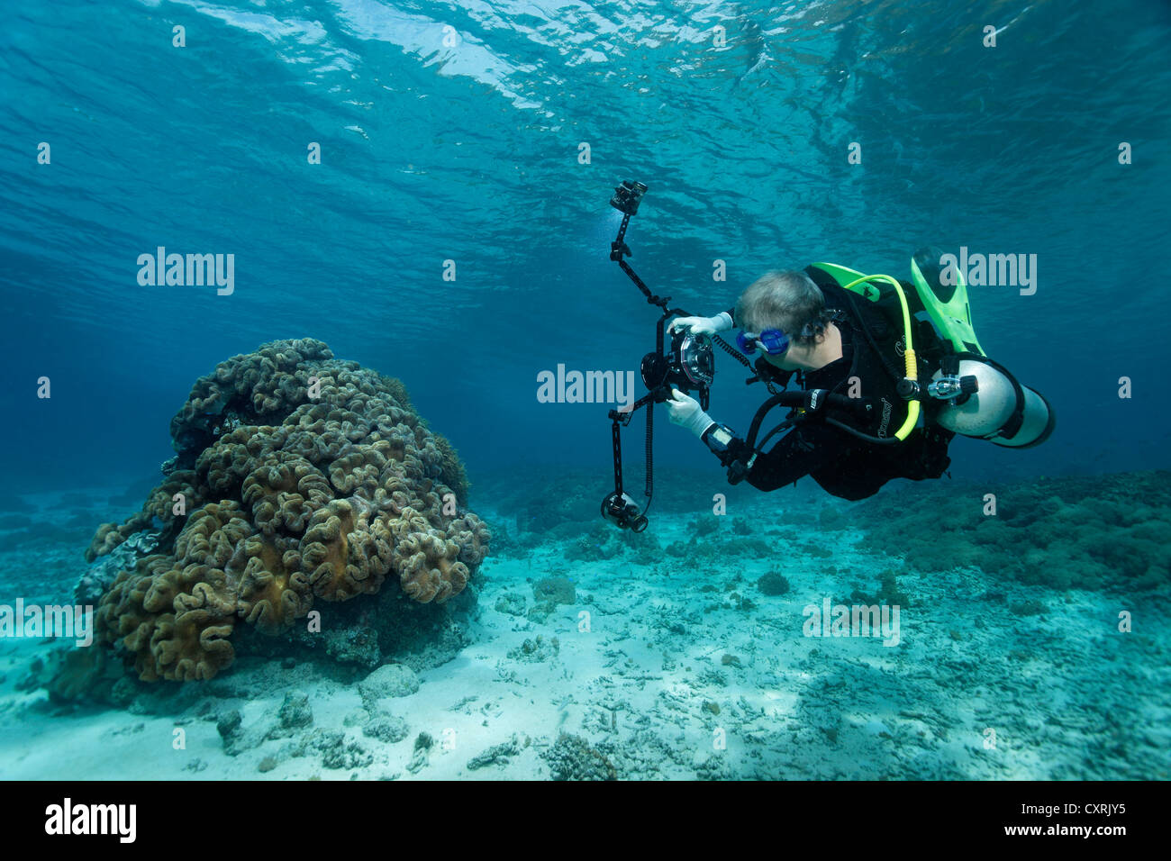 Fotografo subacqueo di scattare una foto di un fungo Corallo pelle (Sarcophton sp.), sulla barriera corallina top, della Grande Barriera Corallina Foto Stock