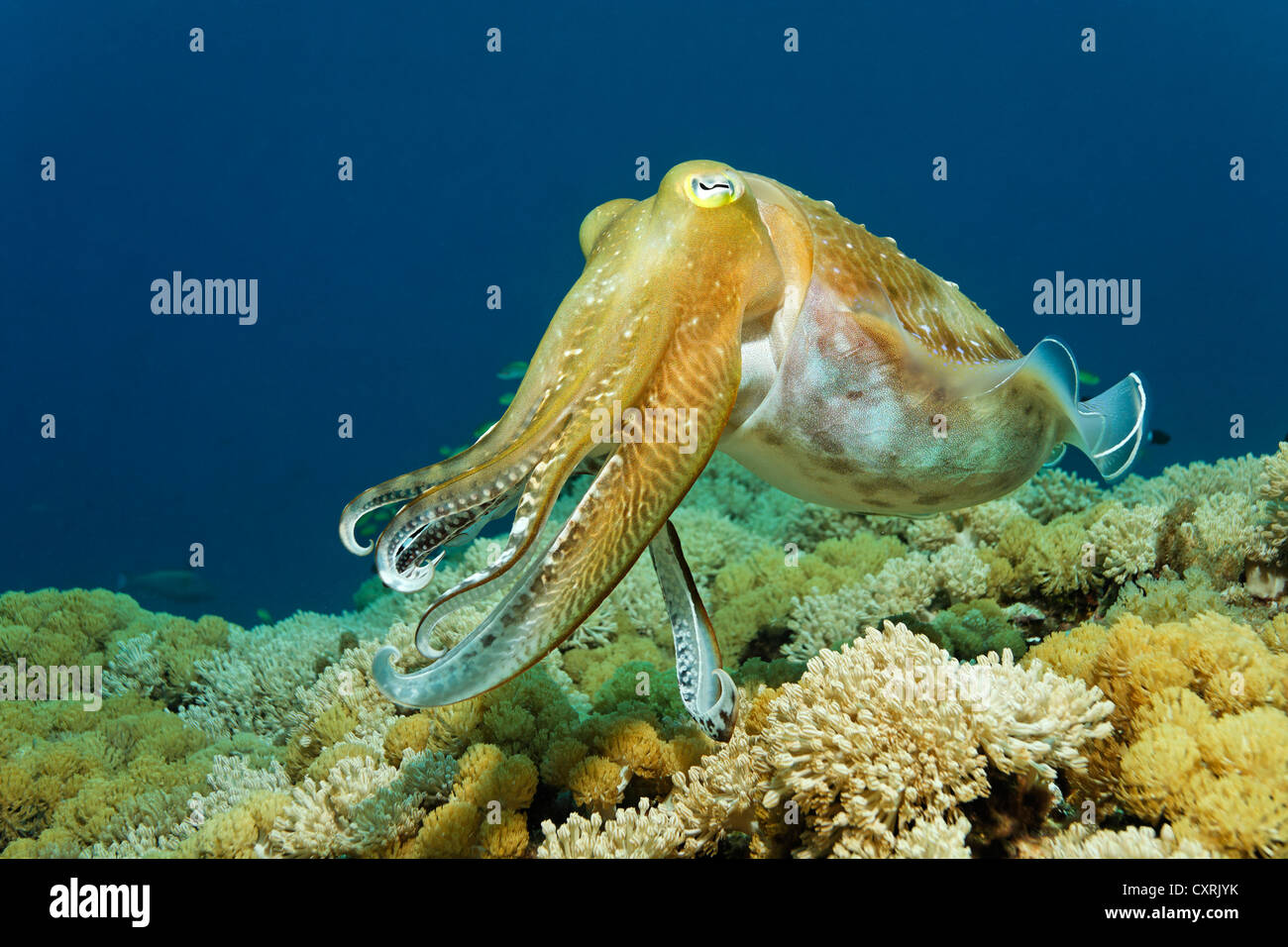 Broadclub Seppie (Sepia latimanus) nuoto sulla barriera corallina, reef top, della Grande Barriera Corallina, un sito Patrimonio Mondiale dell'UNESCO Foto Stock