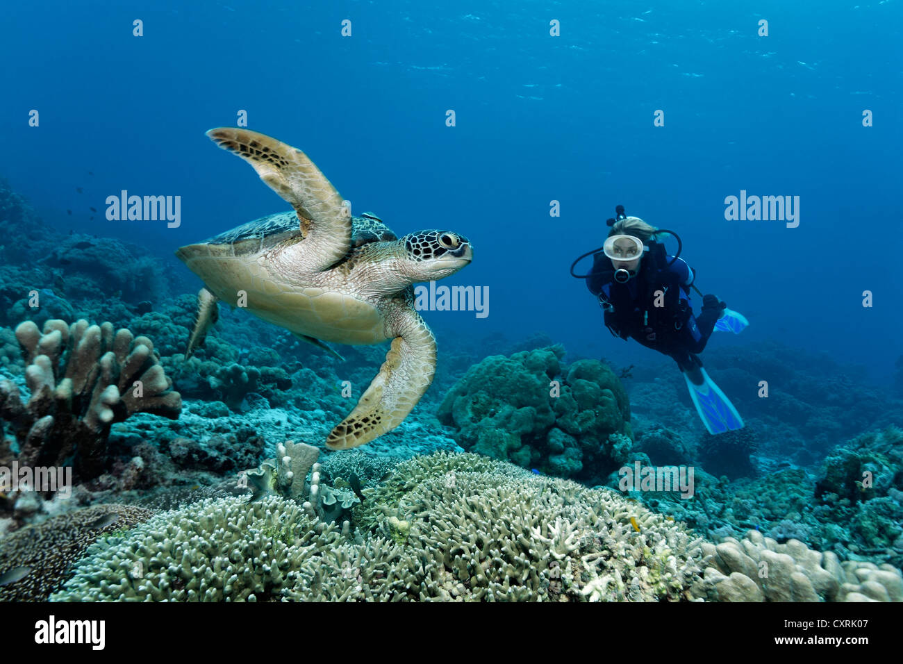 Subacqueo a guardare una tartaruga verde (Chelonia Mydas), reef top, della Grande Barriera Corallina, un sito Patrimonio Mondiale dell'UNESCO, Queensland Foto Stock