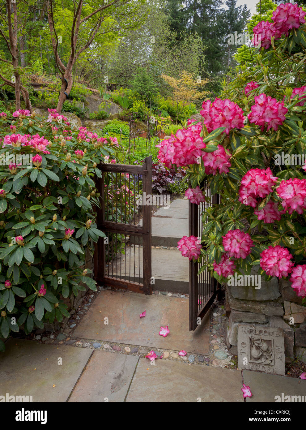 Rododendri 'il presidente Roosevelt' blooming contro un cancello in legno fatto cenno ai visitatori in un giardino appartato Foto Stock
