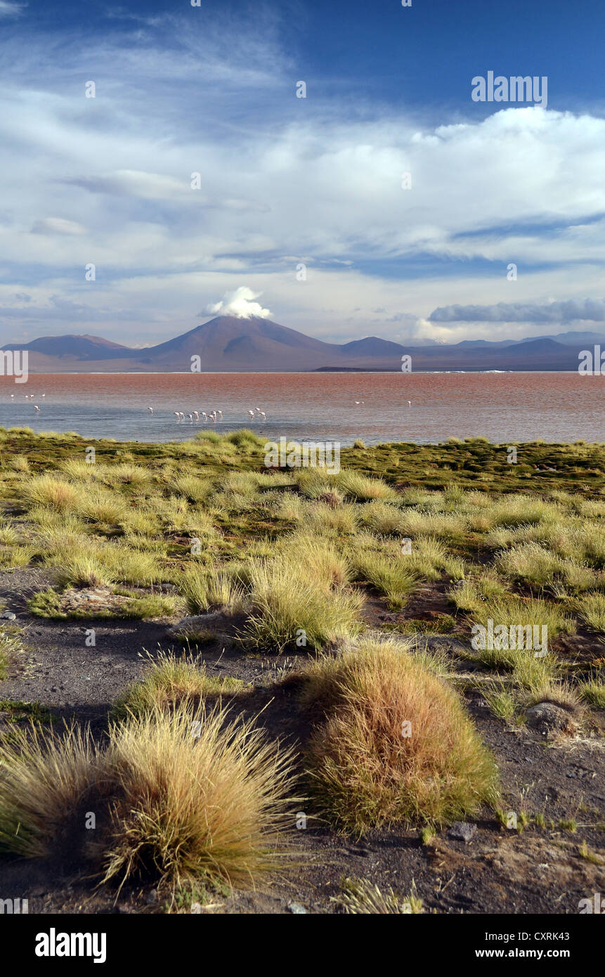 Laguna Colorada sull'altiplano vicino a uyuni, Bolivia, SUD AMERICA Foto Stock
