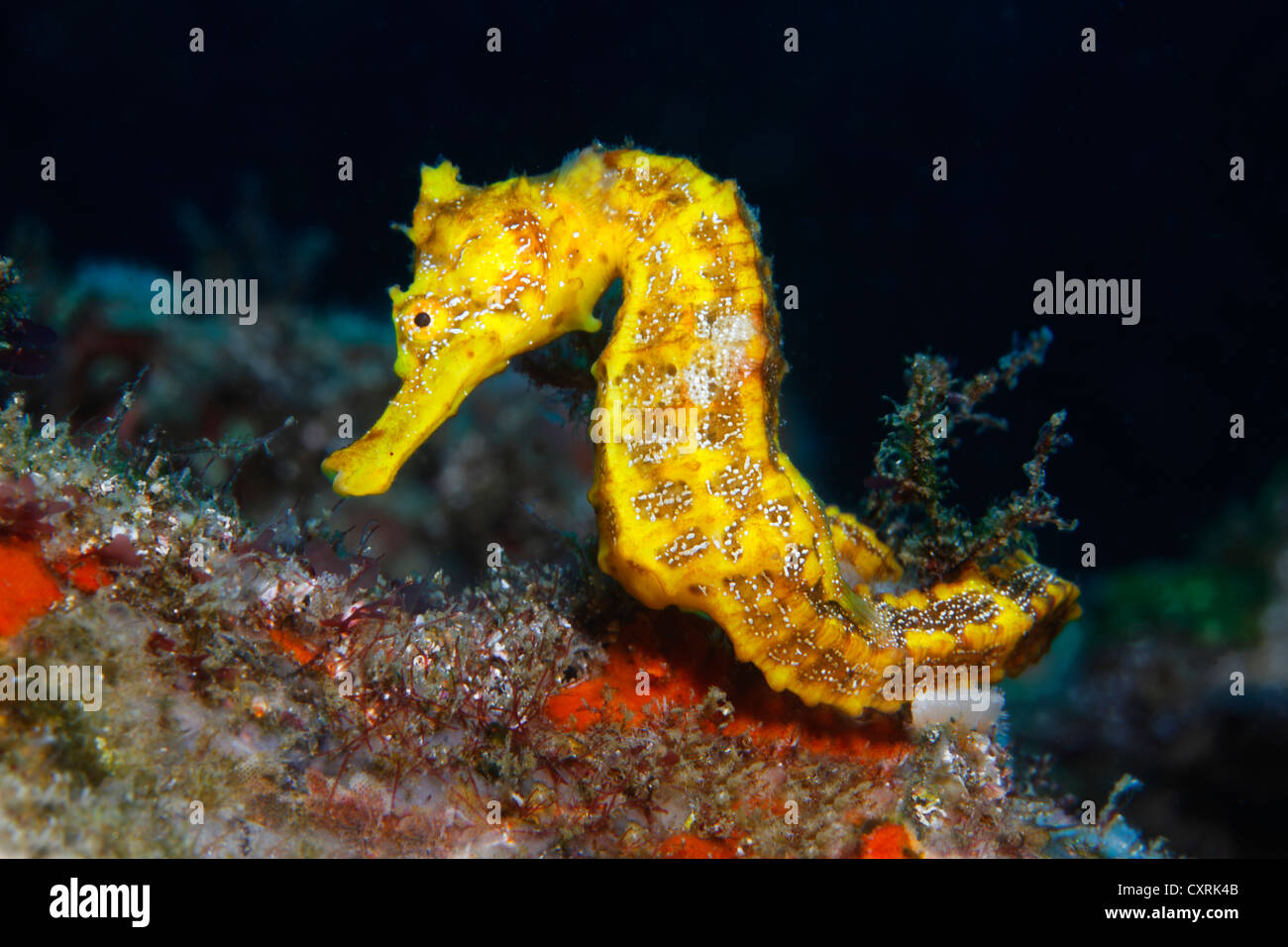 Cavalluccio marino assottigliata (Hippocampus reidi) seduto sul substrato, Ponta de Sao Vicente, Isabella Isola, Albemarle, Isole Galapagos, Foto Stock