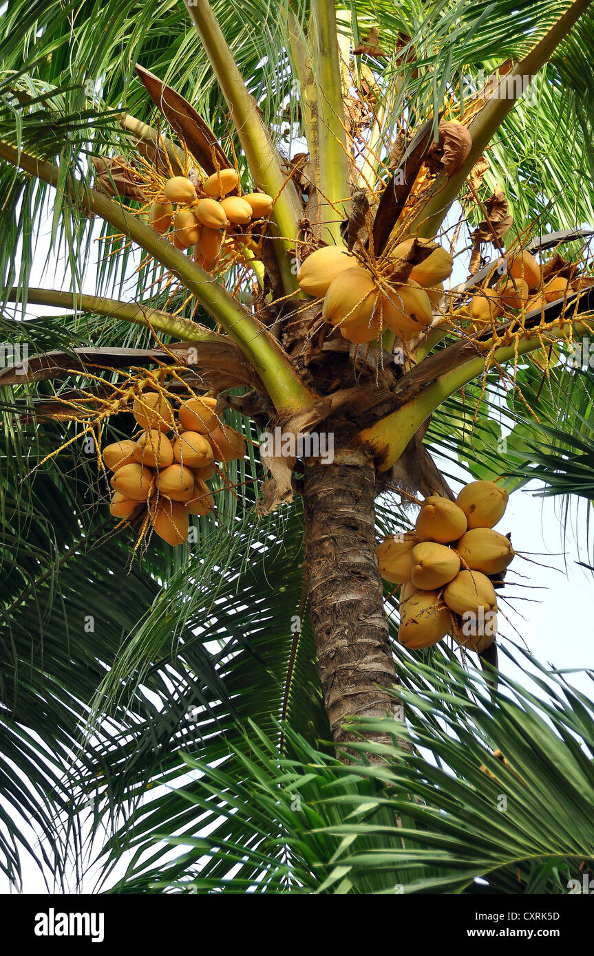 Coconut Palm tree (Cocos nucifera) con noci di cocco, ecuador, SUD AMERICA Foto Stock