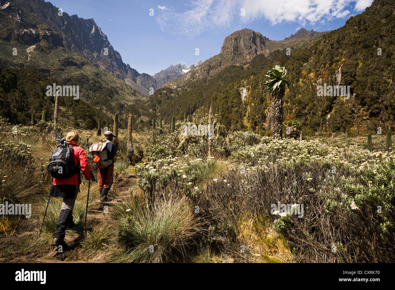 Giovane donna e una guida sono a piedi sul ghiacciaio di Margherita verso l'orizzonte, montagne Ruwenzori, Uganda, Africa Foto Stock