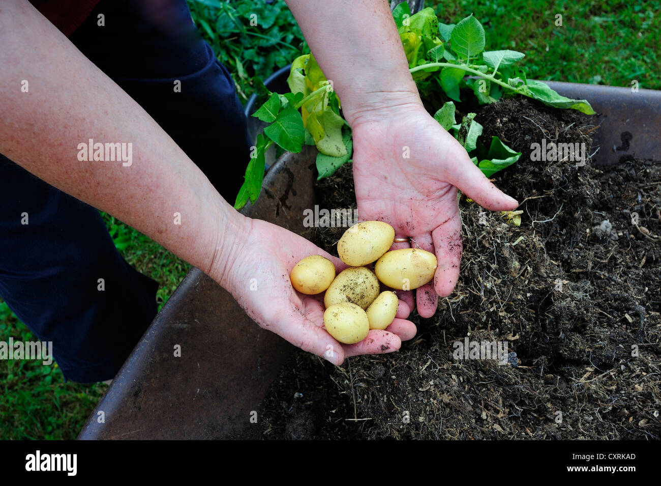 Patate di primizia, appena scavato dal giardino Foto Stock