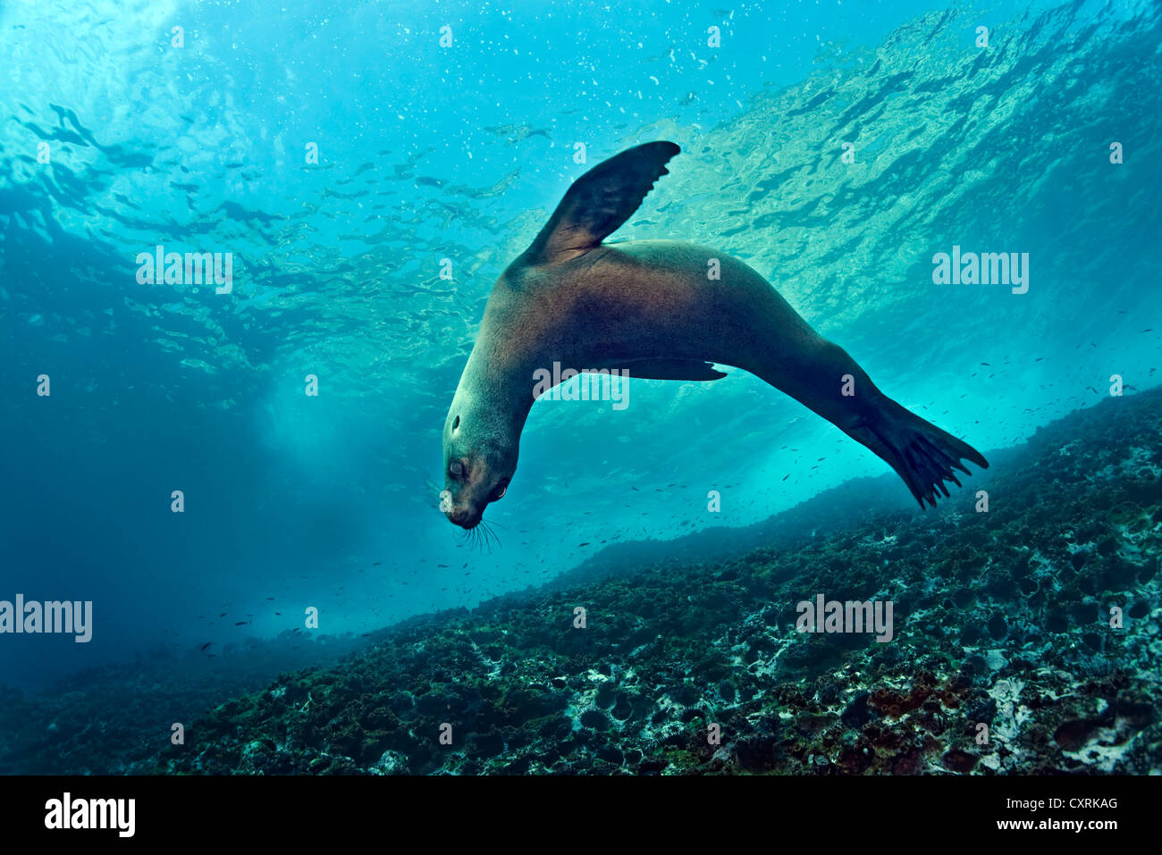 Galápagos pelliccia sigillo (Arctocephalus galapagoensis), piscina al di sopra di una barriera corallina, isola Floreana, Enderby, Isole Galapagos Foto Stock