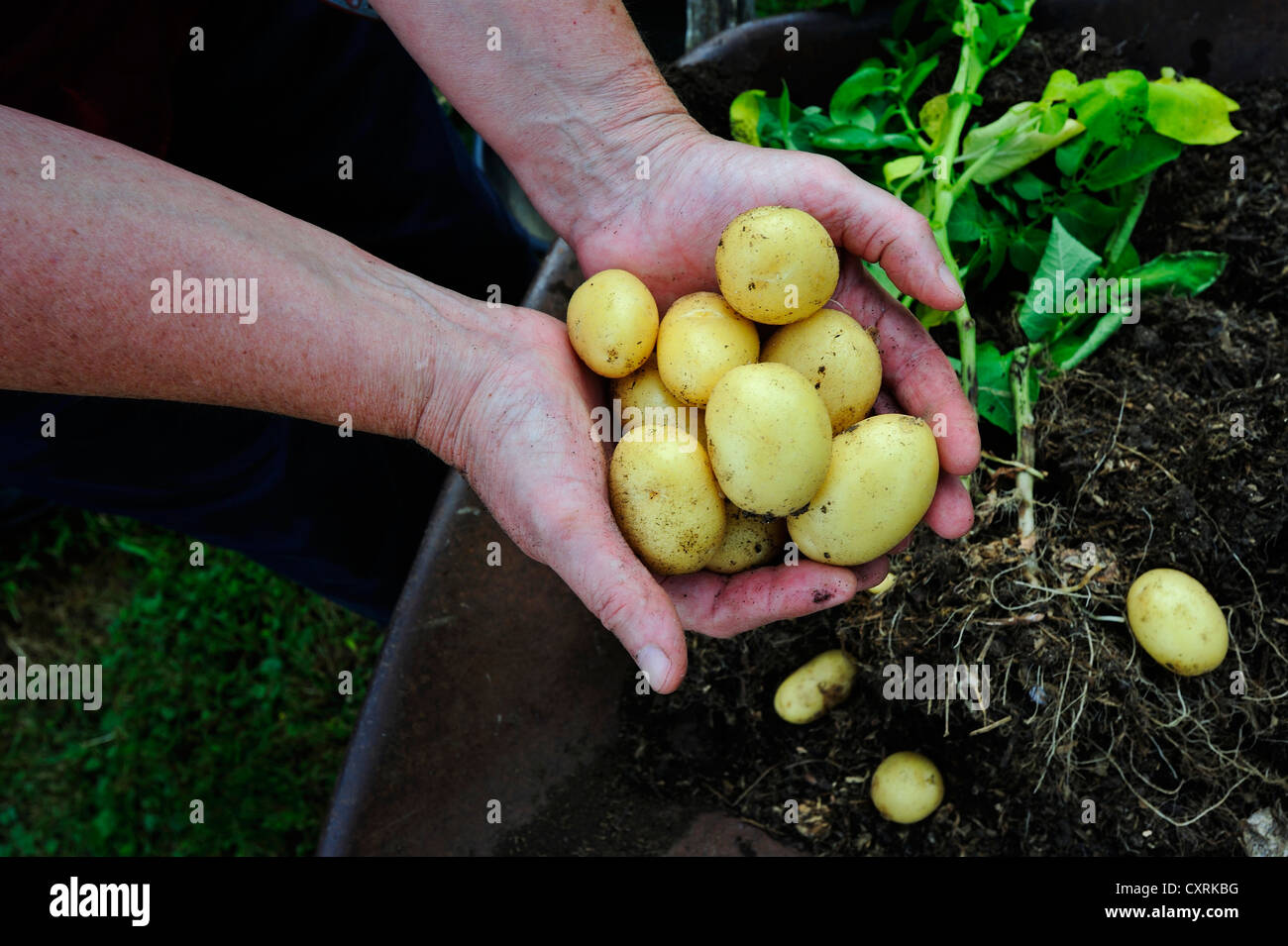 Patate di primizia, appena scavato dal giardino Foto Stock