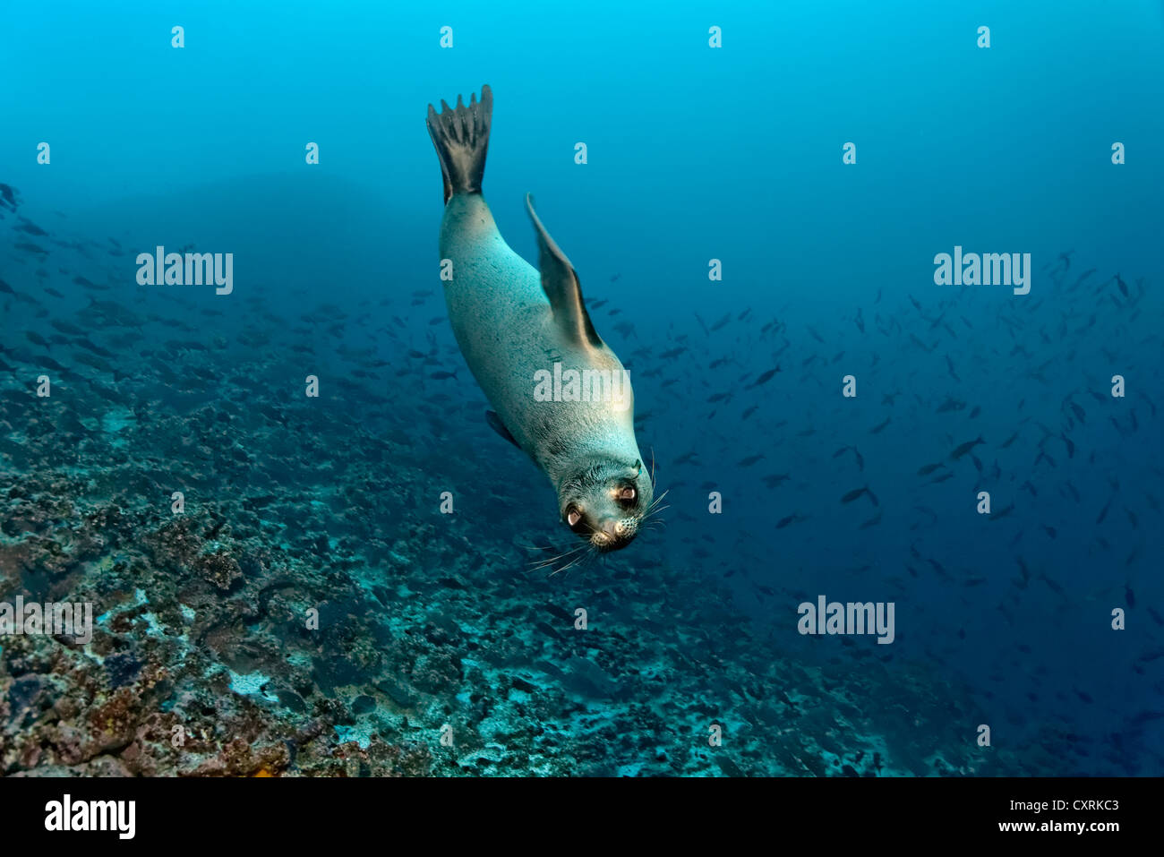 Galápagos pelliccia sigillo (Arctocephalus galapagoensis) nuoto su una scogliera, isola Floreana, Enderby, Isole Galapagos Foto Stock