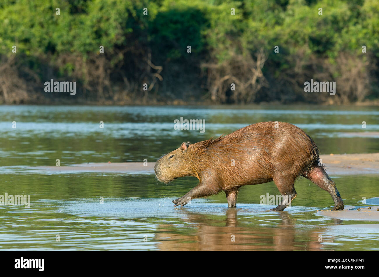 Capibara (Hydrochoerus hydrochaeris) entrando in fiume, Pantanal, Brasile Foto Stock
