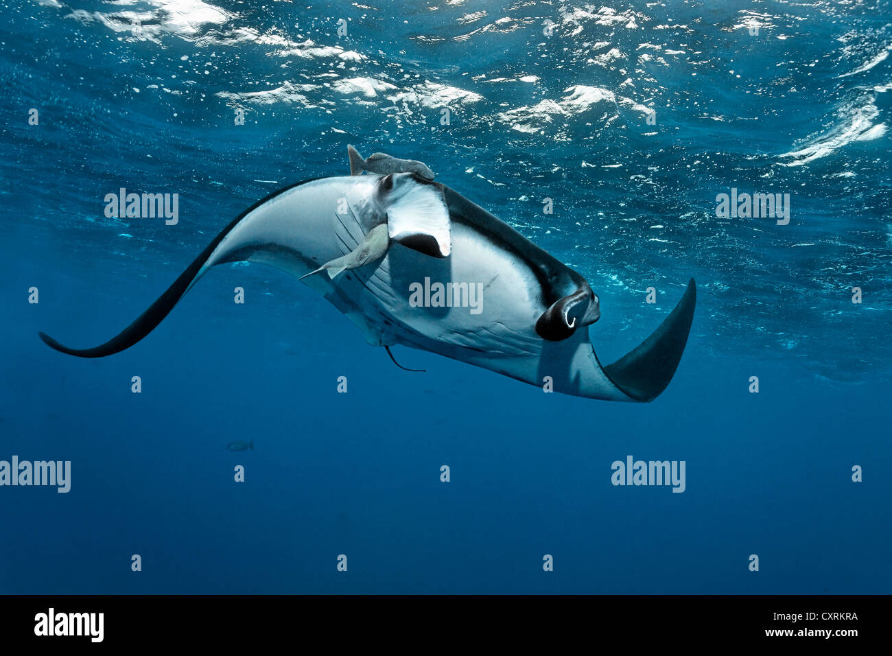 Giant oceanic manta ray (Manta birostris) e da un comune remora (Remora remora), nuoto appena al di sotto della superficie del mare Foto Stock