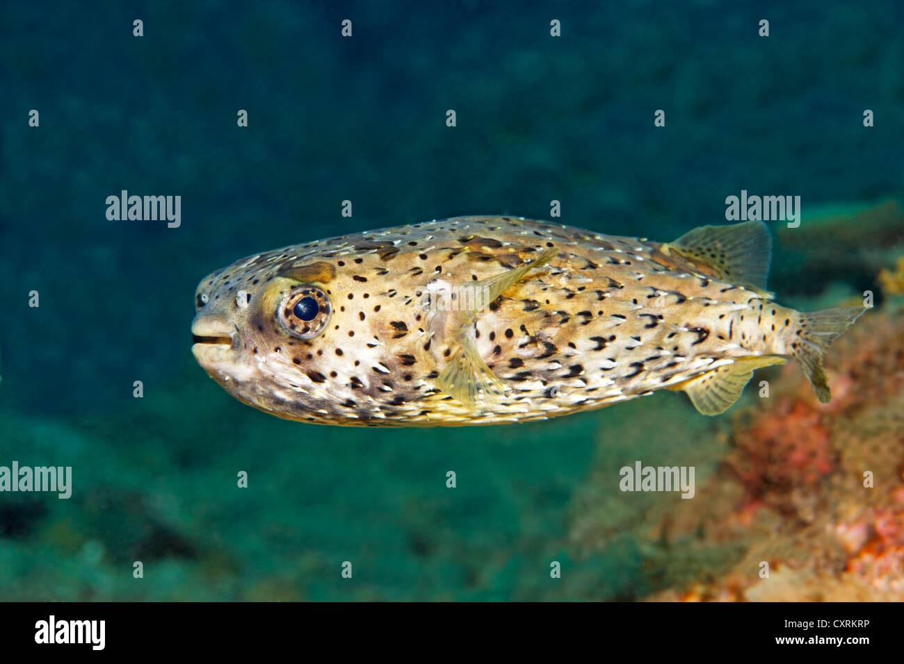 Porcupine Puffer fish (Diodon holacanthus) nuoto su una scogliera, San Benedicto isola vicino Socorro, Revillagigedo Islands Foto Stock