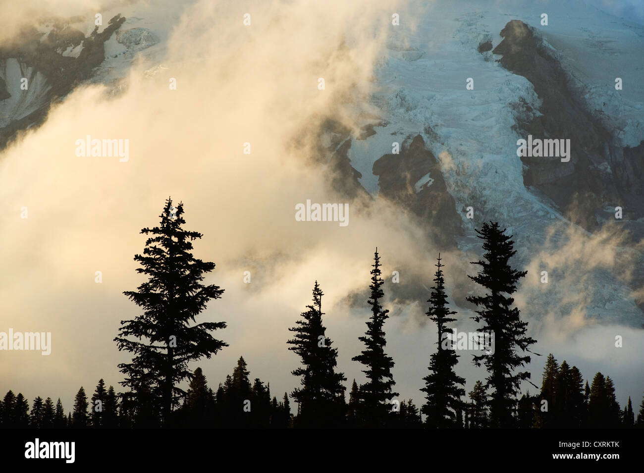 La nebbia e gli alberi delle alpi, Mt. Rainier National Park, Washington Foto Stock