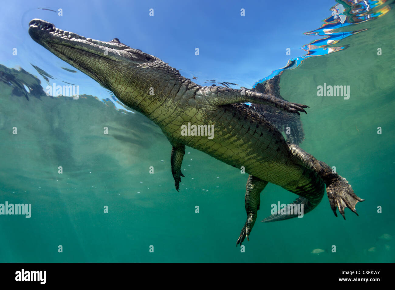 Coccodrillo di acqua salata o di estuario o coccodrillo Indo-pacifico Crocodile (Crocodylus porosus), subacquea, nuotano vicino alla superficie Foto Stock