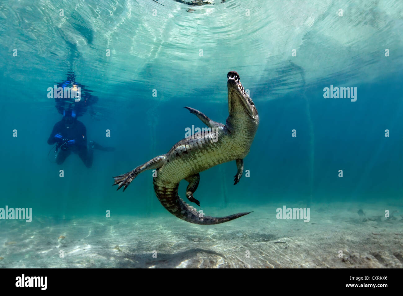 Skin-Diver guardando nuoto coccodrillo di acqua salata o di estuario o coccodrillo Indo-pacifico Crocodile (Crocodylus porosus) Foto Stock