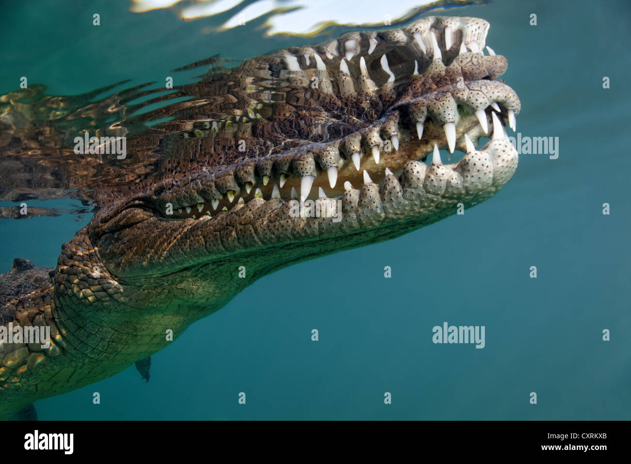 Coccodrillo di acqua salata o di estuario o coccodrillo Indo-pacifico Crocodile (Crocodylus porosus), testa, bocca, la serie di denti, subacquea Foto Stock