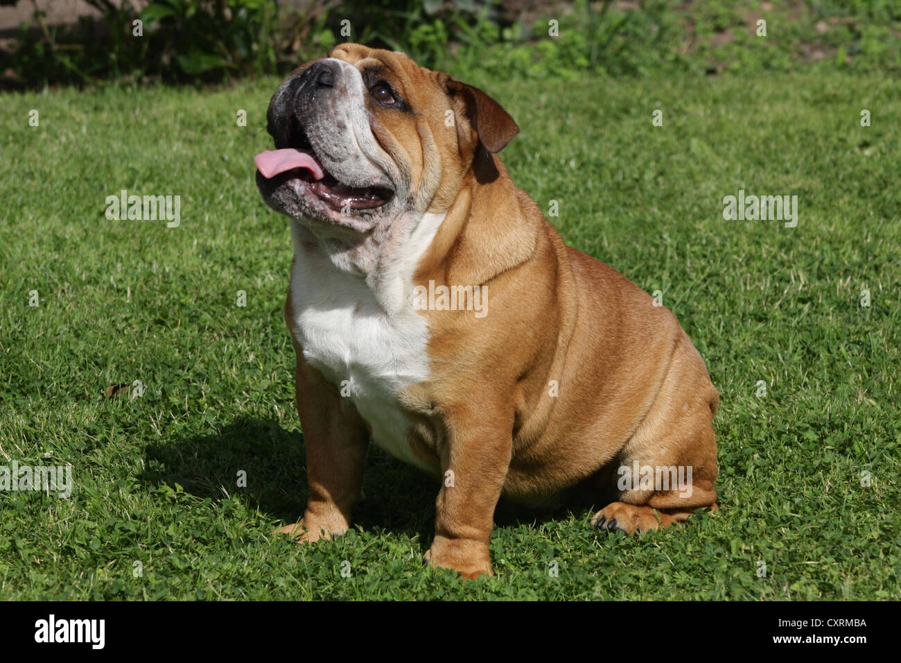 British Bulldog Foto Stock