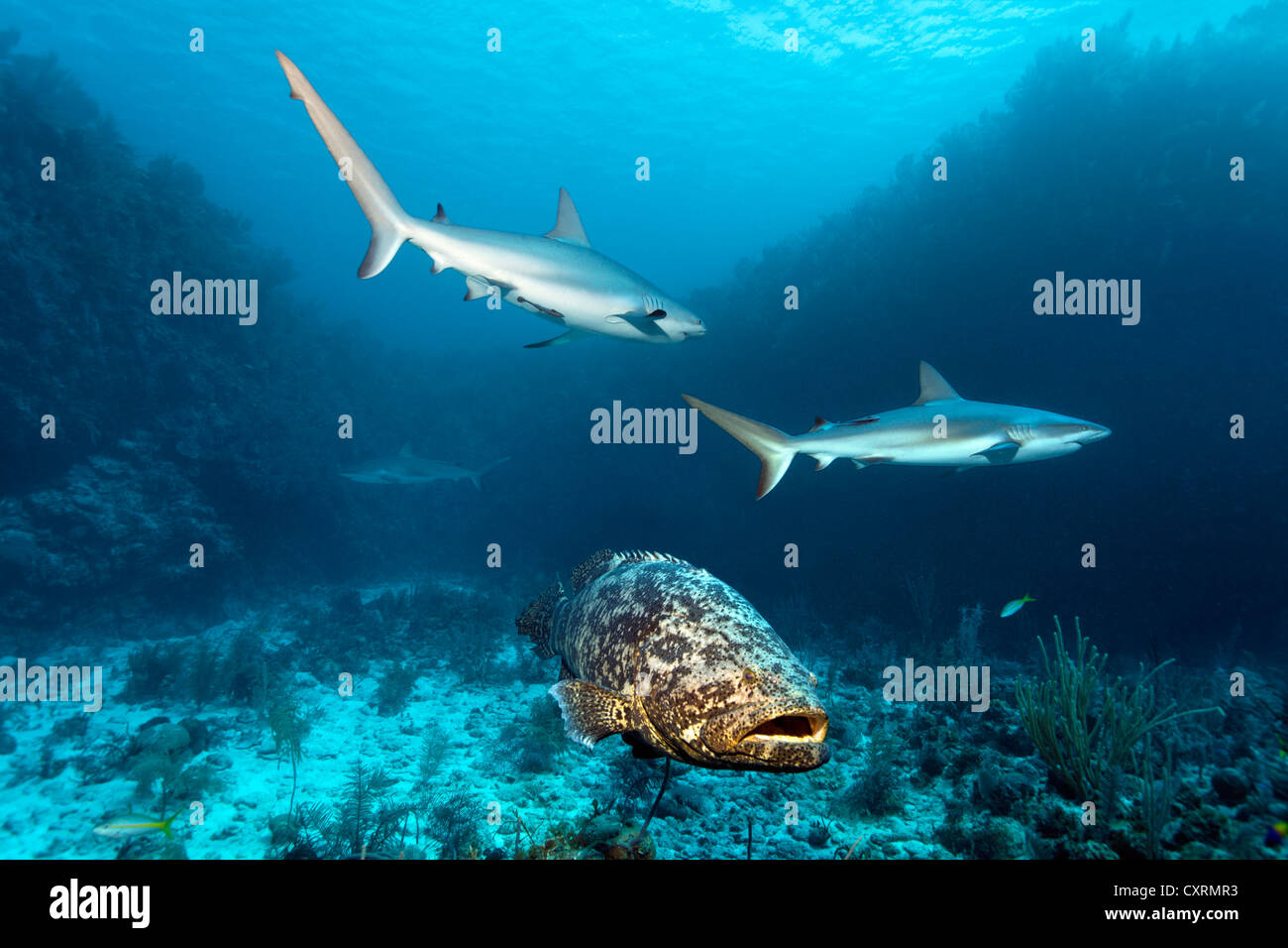 Golia atlantico pesce cernia o itajara o Jewfish (Epinephelus itajara) e Caraibi squali di barriera (Carcharhinus perezi) Foto Stock