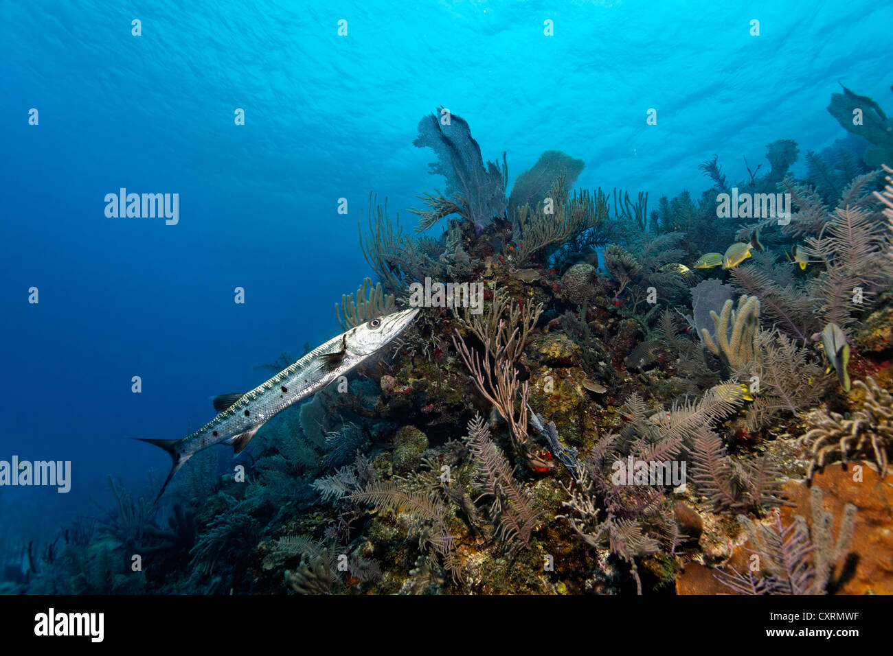 Grande Barracuda (Sphyraena barracuda) nuoto oltre la ripida caduta di una barriera corallina, Repubblica di Cuba e dei Caraibi, Mar dei Caraibi Foto Stock
