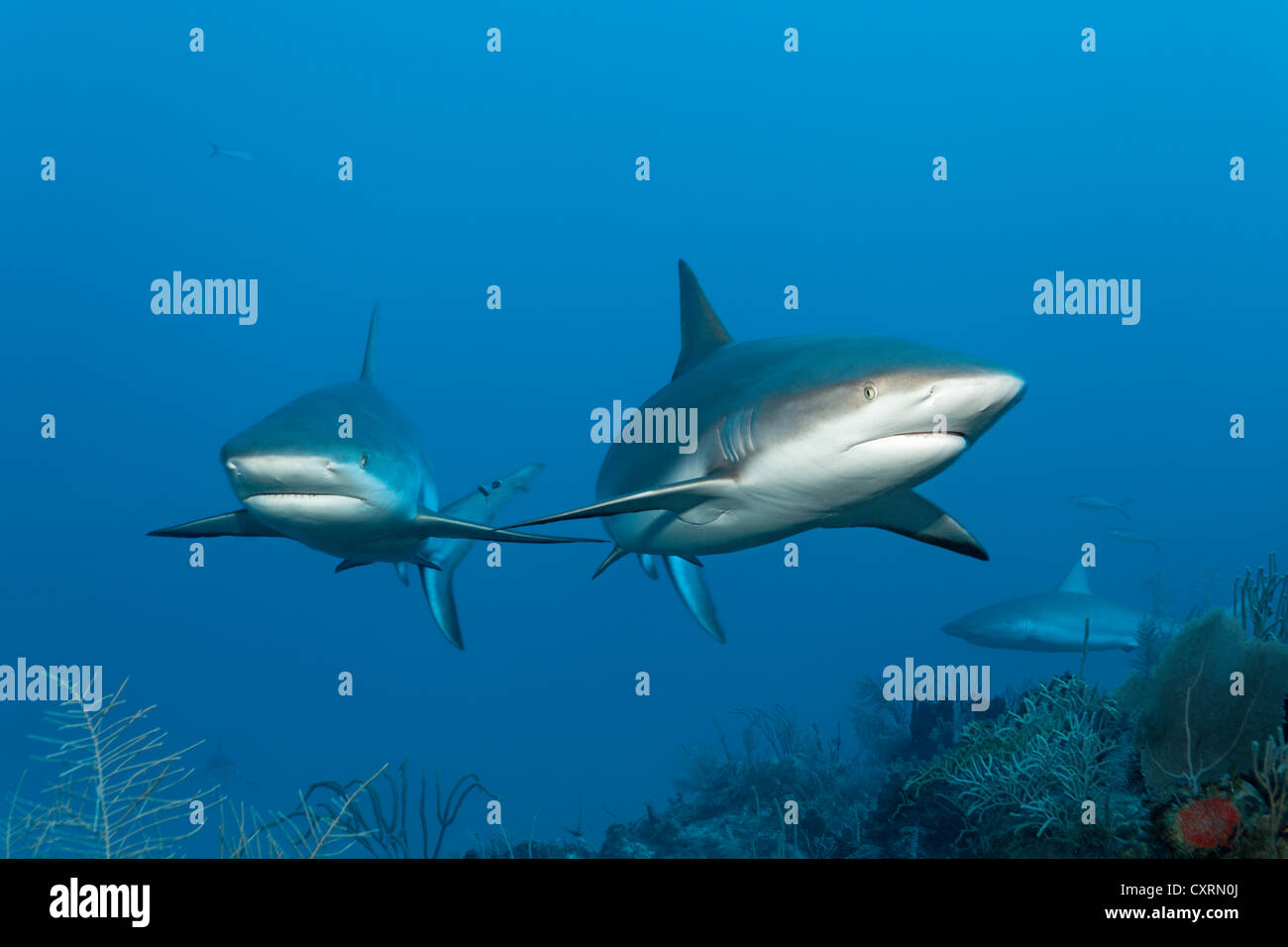 Caraibi squali di barriera (Carcharhinus perezi), nuoto in acque aperte al di sopra di una barriera corallina, Repubblica di Cuba e dei Caraibi Foto Stock